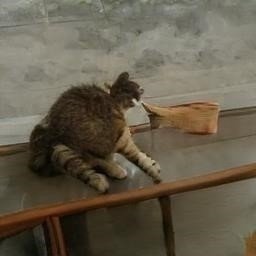 ChivonEbos's profile picture. 