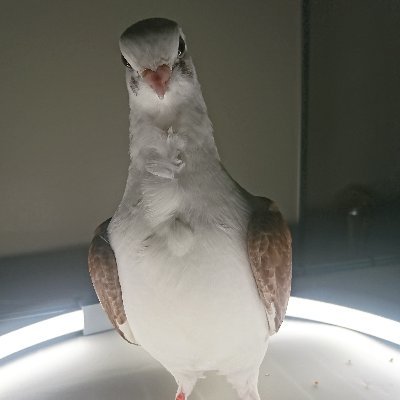 Fancy Rescue Pigeon 🕊️, Has 2 pet humans, very curious & sometimes quirky, Adventurous Pigeon with bucket list, model, techpigeon, employee of @XNLFutureTech