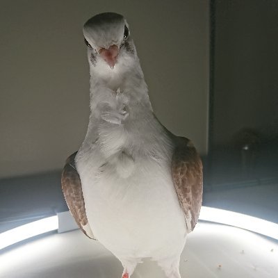 Fancy Rescue Pigeon 🕊️,  Has 2 pet humans, very curious & sometimes quirky, Adventurous Pigeon with bucket list, model, techpigeon, employee of @XNLFutureTech