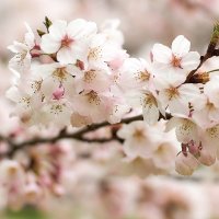 plum blossom(@plumblossomtime) 's Twitter Profile Photo