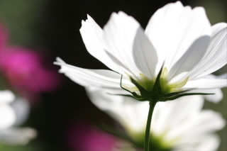 aksphoto's profile picture. 西宮在住/なんとなくのんびり写真を撮ってます