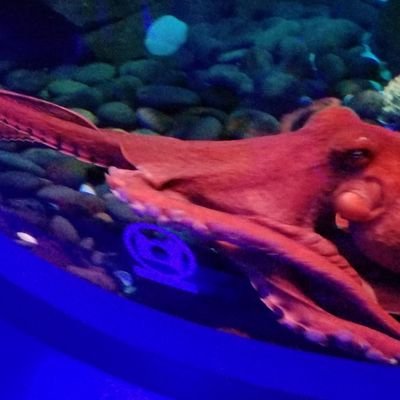 Kosmo_S_eMErge's profile picture. Urban dweller; Philosophy lover; Sarcasm spreader. 
Ideals: Peace to the world through vigorous debate