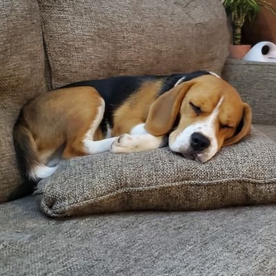 BeagleNinja Profile Picture