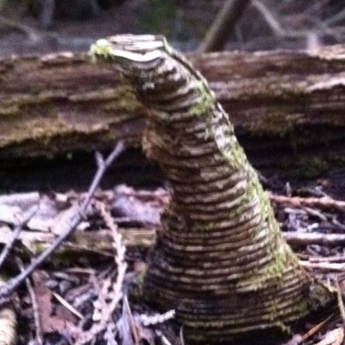 magic_mint's profile picture. I was once a sprout.