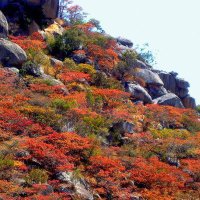 Msasa Trees (@msasatrees193) 's Twitter Profile