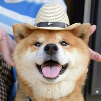 Rogue (@roguethefluff) 's Twitter Profile