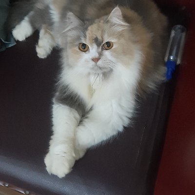 anisanaa_'s profile picture. 