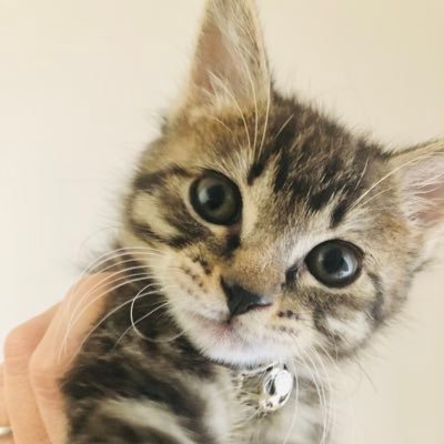 猫🐈‍⬛🐈🐈‍⬛🐈🐈‍⬛🐈🐈‍⬛🐈🐈‍⬛さんのプロフィール画像
