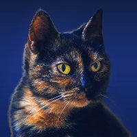 Micka (@micka_hrad) 's Twitter Profile