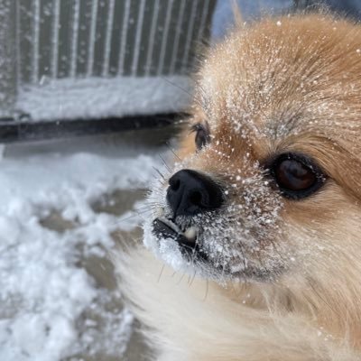 アルビレックス新潟 アルビレックスチアリーダーズ 応援してます！愛犬はチワズー🐶 アルビレックスのこと、娘のスイミングのこと、チアのこと、愛犬のこと、ぼちぼちです〜