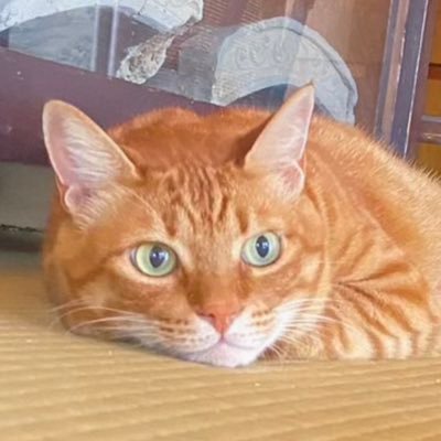 nyanko9026's profile picture. WR ID:VM580H                                                     ぜひ招待して楽しもう！