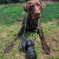Brown Dog Sports (@browndogphotog) 's Twitter Profile Photo