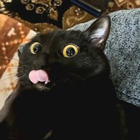 黒猫@タカシ (@nanakakatata) 's Twitter Profile Photo 黒猫@タカシ (@nanakakatata) 's Twitter Profile Photo