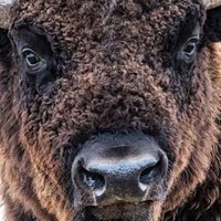 JDBuffalo (@jsymon86) 's Twitter Profile Photo JDBuffalo (@jsymon86) 's Twitter Profile Photo