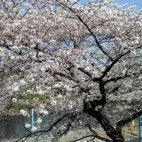 かしわぎ (@yx83sqlm5js3mbh) 's Twitter Profile