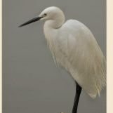 another88888's profile picture. 何処に飛び立とうかな～