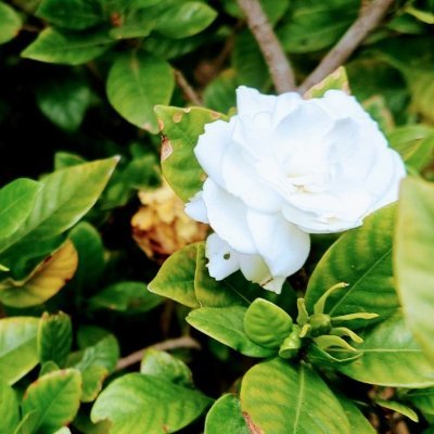 CatchWhisper's profile picture. ⛰️❤🧧 Forever；偶爾塗鴉，偶爾唱歌，偶爾配音，偶爾嗑糖，圈地自萌；JP/EN OK；adult