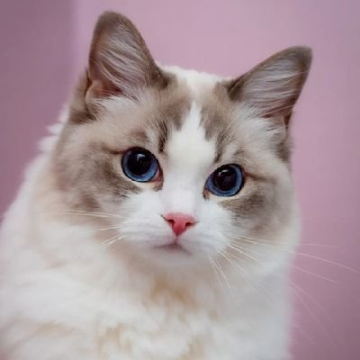 acervobenopphie's profile picture. • ᴍᴇᴜs ʙɪᴄʜɪɴʜᴏs ᴇ ᴍᴇᴜs ᴍᴇᴍᴇs - @benopphie