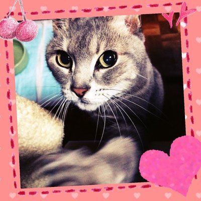 yuri0yachiru's profile picture. なにはなくともねことたわむれるひび。灰になって生きた証を見せれるまで、私以外他の誰も歩けない道を歩いていくよ。ポルノと猫とマリーンズにどっぷり。