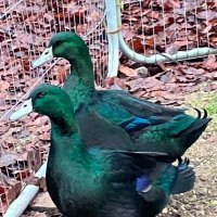 Bisham Ducks(@Bisham_Ducks) 's Twitter Profile Photo