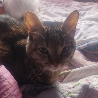 guafa32's profile picture. luna, no dejes de iluminar cuando haya oscuridad total.
respeto por todo ser vivo, y mucho más por las mujeres y los niños.