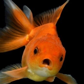 I am an all-seeing, mind reading Fantail Oranda.
My opinions are not financial advice. Because I am a fish.