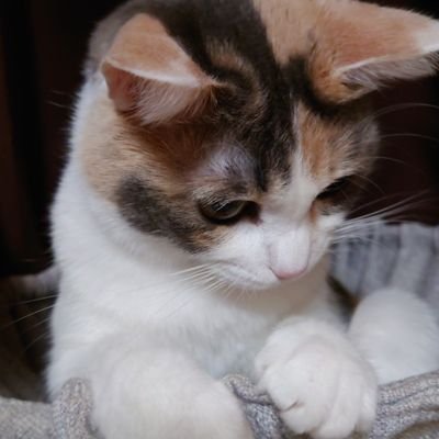 猫かふぇ ねこぱんちさんから我が家へ来た 保護猫の (ラブ♀天国へ🌈) (ジジ♀黒)(りん♀三毛)(エマ♂シャム系) 外猫(ルル♀ちび三毛)の4にゃん(=^・・^=) 無言フォロー RT リプ大歓迎♡