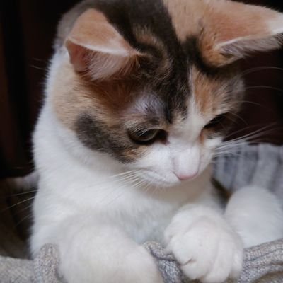 猫かふぇ　ねこぱんちさんから我が家へ来た　　保護猫の　(ラブ♀天国へ🌈)　　(ジジ♀黒）(りん♀三毛）(エマ♂シャム系）（ルル♀ちび三毛）の４にゃん(=^・・^=)　無言フォロー　RT　リプ大歓迎♡