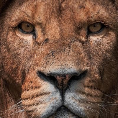 JuanJo16AP's profile picture. 🇲🇽⚔️👹💪🏽