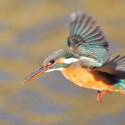 SabelXll's profile picture. CODm、デュエマ、【ここに今ハマってるソシャゲを入れる】などなど 広く浅く