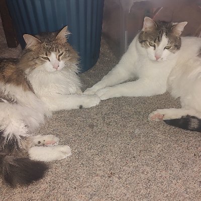 MissJamirocat's profile picture. I am that I am.