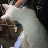 Dahms Gomes (@dahmsg) 's Twitter Profile