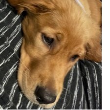 Opiesgal's profile picture. 