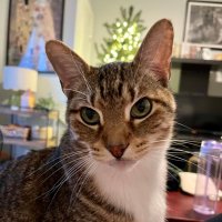 Colonel Beauregard Mittens III(@MittyKittyCat) 's Twitter Profile Photo