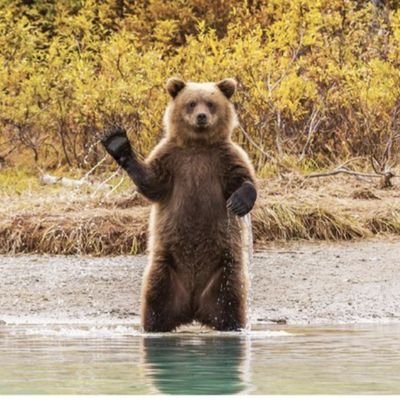 MrBear2023's profile picture. 