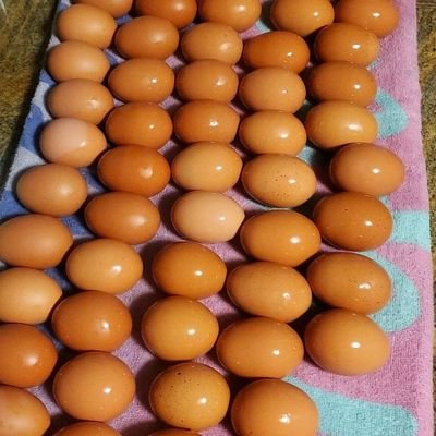 countytocity's profile picture. I am me and I'm good with that = GOD, FAMILY, CHICKENS 🐔 🙏 💯 🙌 ❤️