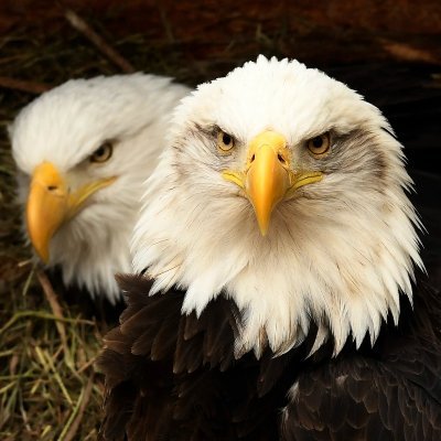 SaveTheBirds777's profile picture. 🇺🇸 🇺🇸 🇺🇸 🇺🇸ULTRA-MAGA 🇺🇸  AMERICA FIRST🦅 🇺🇸 TRUMP WON AGAIN! !🇺🇸  #Patriot🇺🇸 🇺🇸 🇺🇸 🇺🇸 🇺🇸 🇺🇸  #Trump  #WeAreCharlieKirk