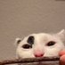 - (@cameron48076382) Twitter profile photo - (@cameron48076382) Twitter profile photo