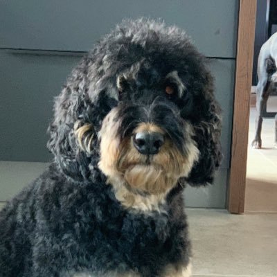 BePeeBe's profile picture. Bee