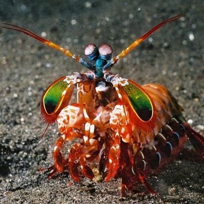 IPOS_not_here's profile picture. i'm not here, keep searching