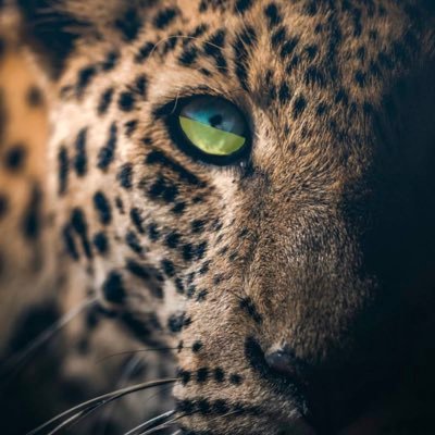 BunterBarsch's profile picture. Stehe für das Grundgesetz ein und bin gegen alle Extremisten und Radikalisten - ob politisch rechte oder linke Spinner oder religiöse Fanatiker!