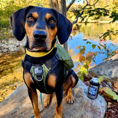 Just a dog, doing dog stuff & making my Mom a better human one day at a time. She likes camo, ammo, and the US constitution!🇺🇲🇺🇸🇺🇸🇺🇸