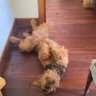 katestoreywhyte's profile picture. Forensic scientist. war crimes, genocide and the search for missing persons. Talks to animals and self. Airedale owner (they say the other way round).