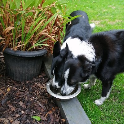 Gezza42's profile picture. 