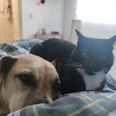 The1ronW0lf's profile picture. 