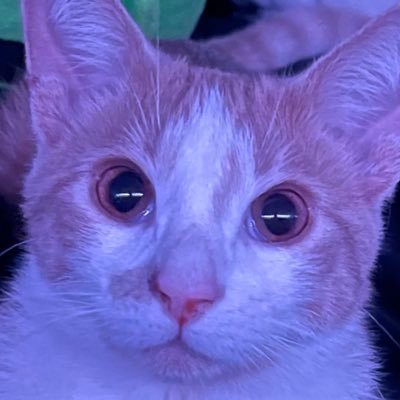 subtlethings42's profile picture. she/her