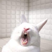 One Angry Rabbit(@1AngryR4881T) 's Twitter Profile Photo