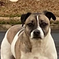 Eli the American Pit Bull Terrier(@EliThePitBull) 's Twitter Profile Photo