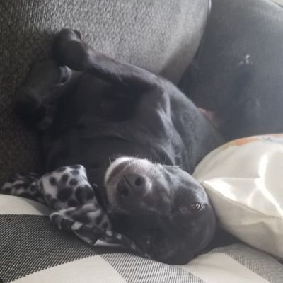 HL1g4's profile picture. 