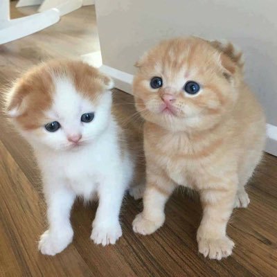 動物が好きで、犬と猫が、特に好きです。 😄 ネットで学んだ哲学的なことを発信しています。⭐️こう言うの好きな人大!大❗️歓迎です。苦手な人はスルーしてください。お酒も、好きです。無言フォロー失礼します。